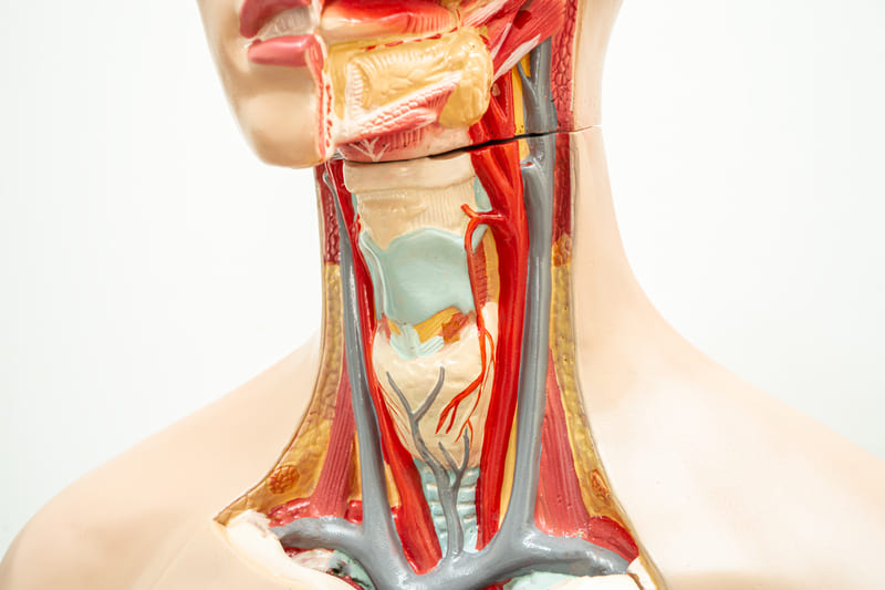model_anatomic_carotide